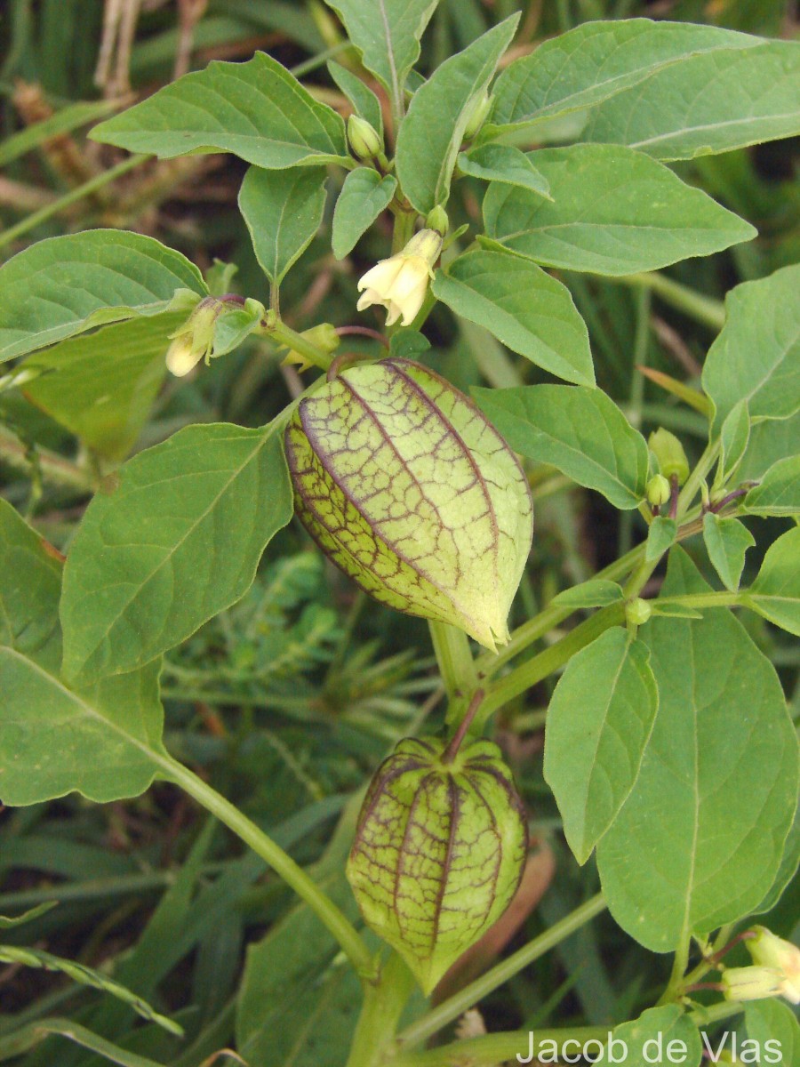 Physalis angulata L.